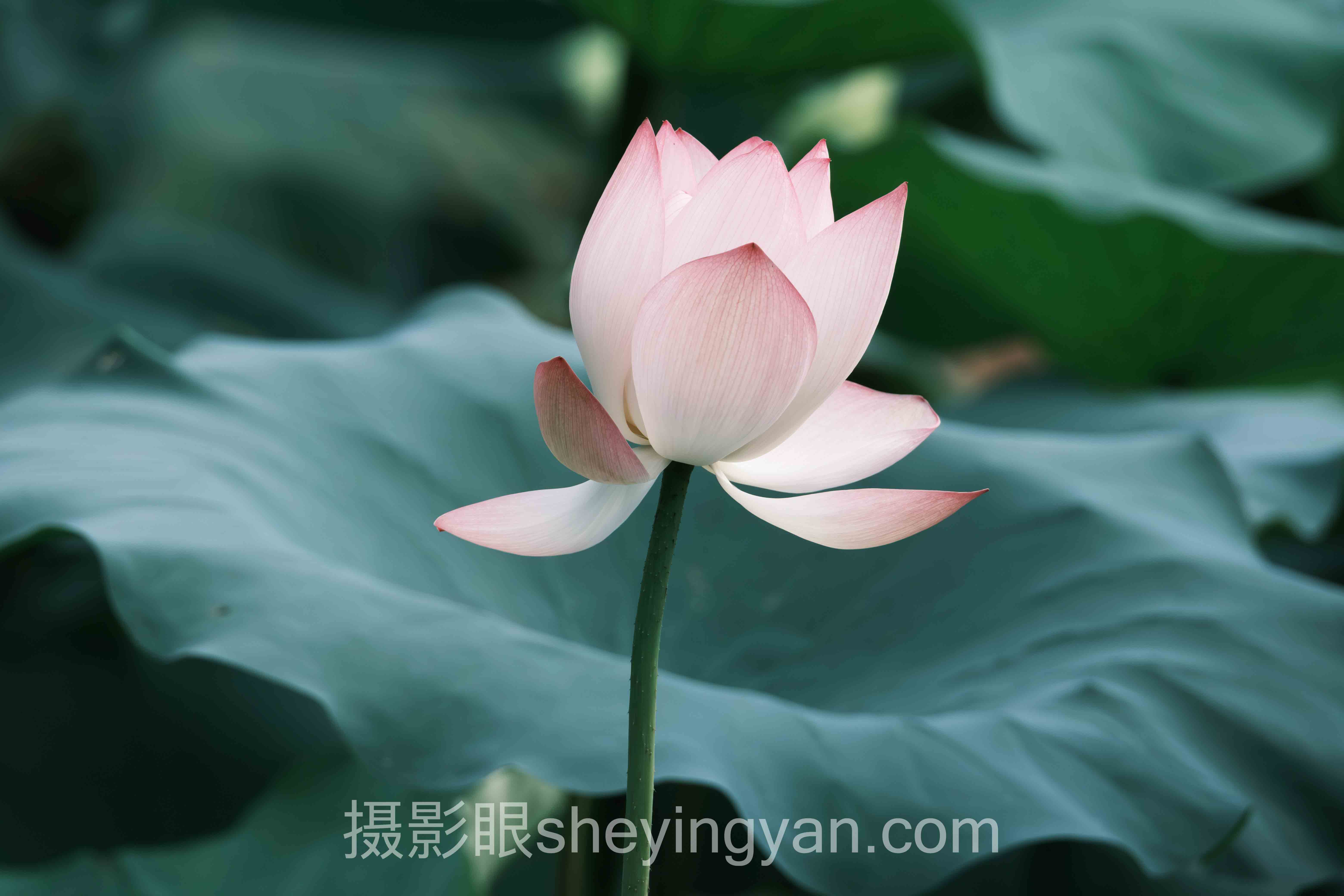 数据说话：AI照片评分工具使用现状与发展趋势深度报告
