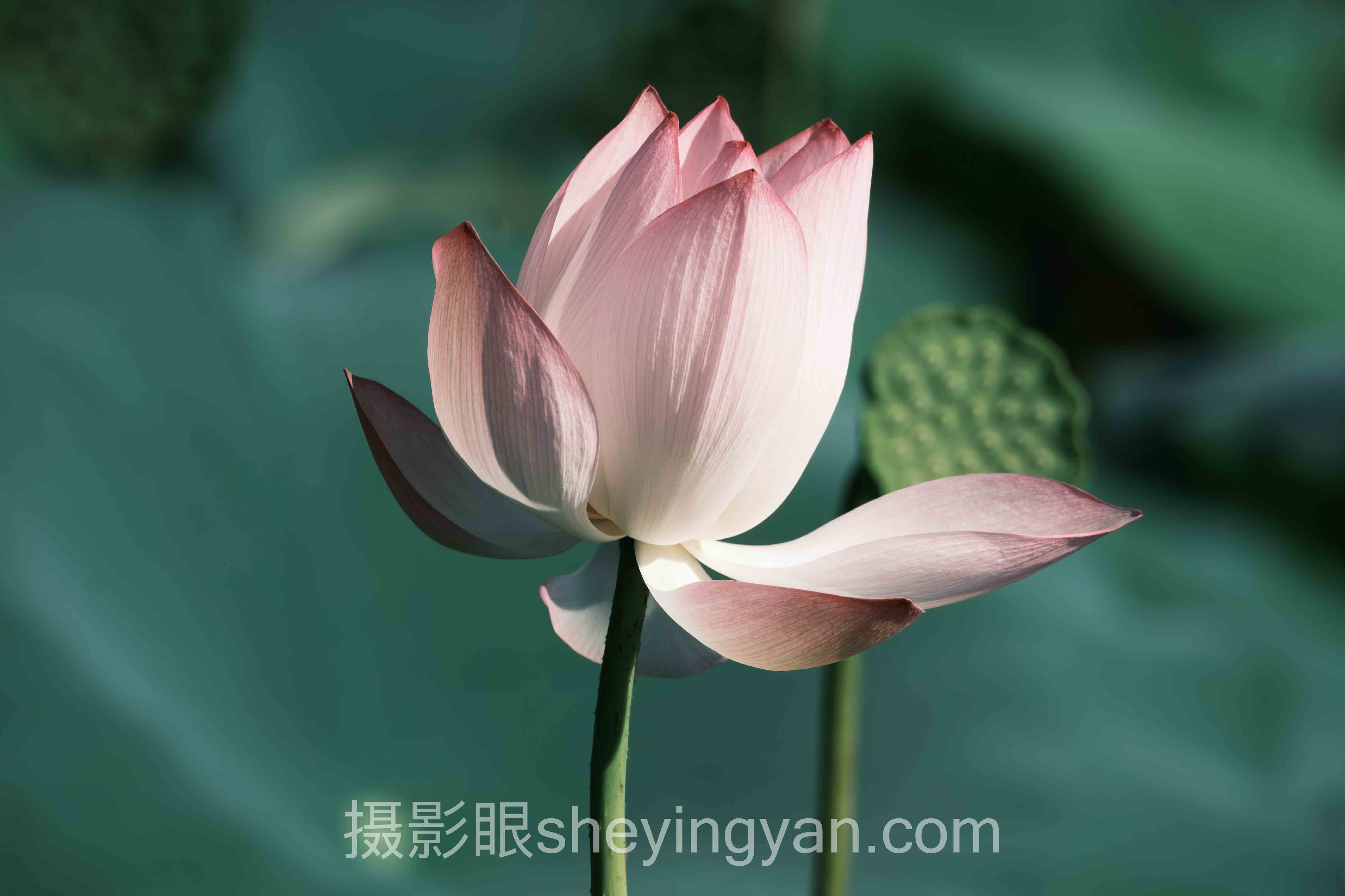照片点评行业数据全景:7组数据揭示在线评片真相
