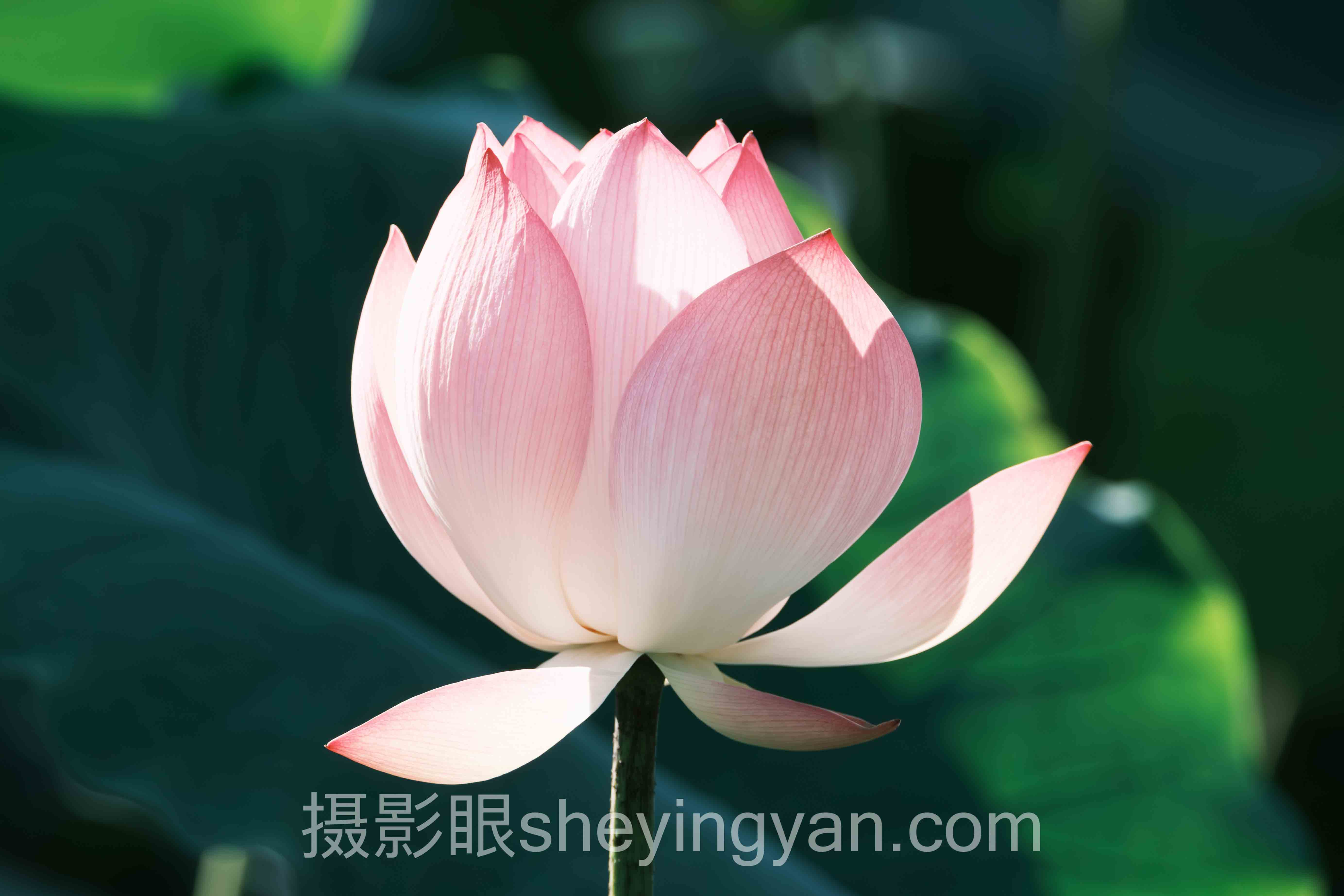 数据说话:摄影眼与海洛创意平台对比的最新发展现状