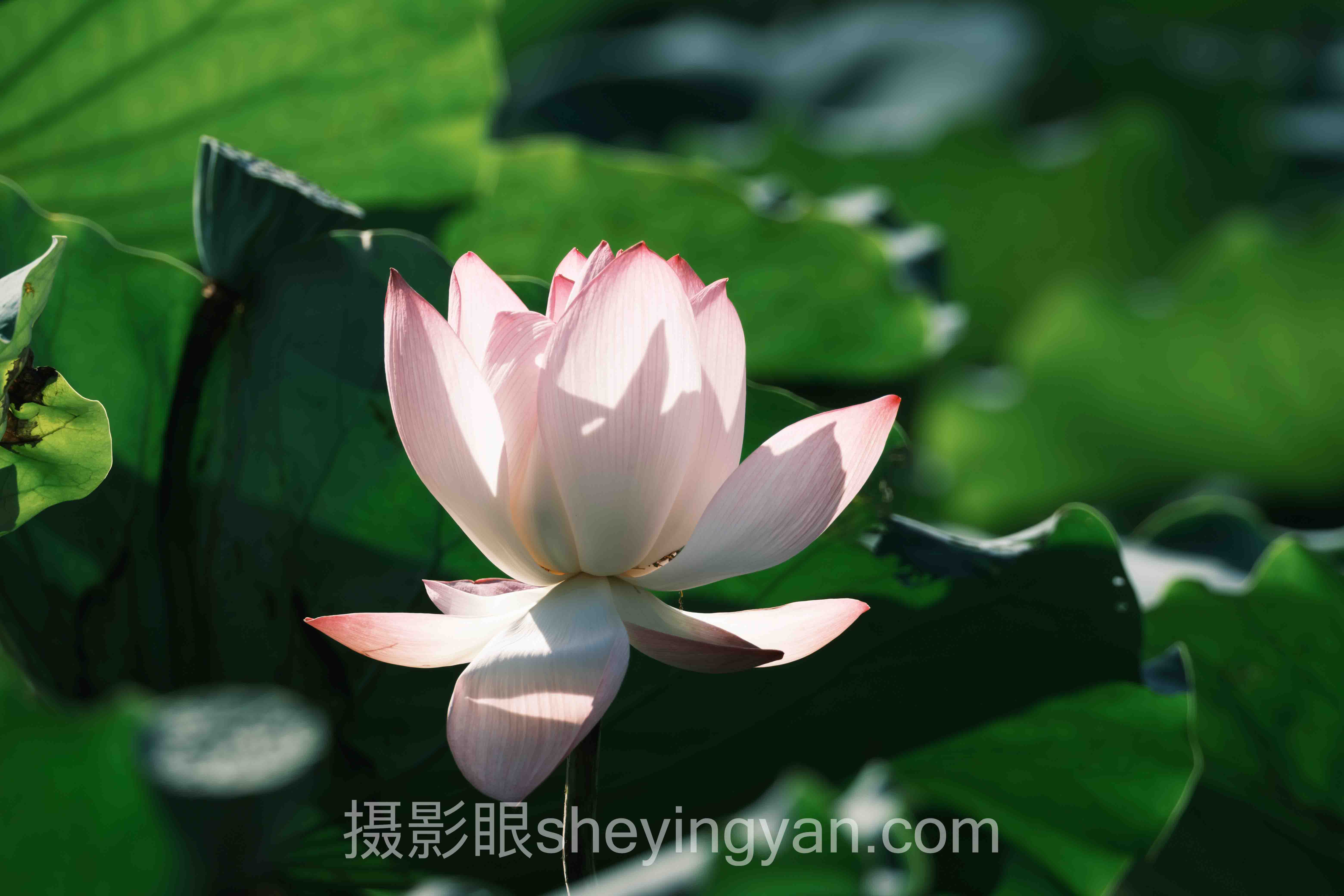 数据说话：Flickr摄影照片点评趋势的最新发展现状