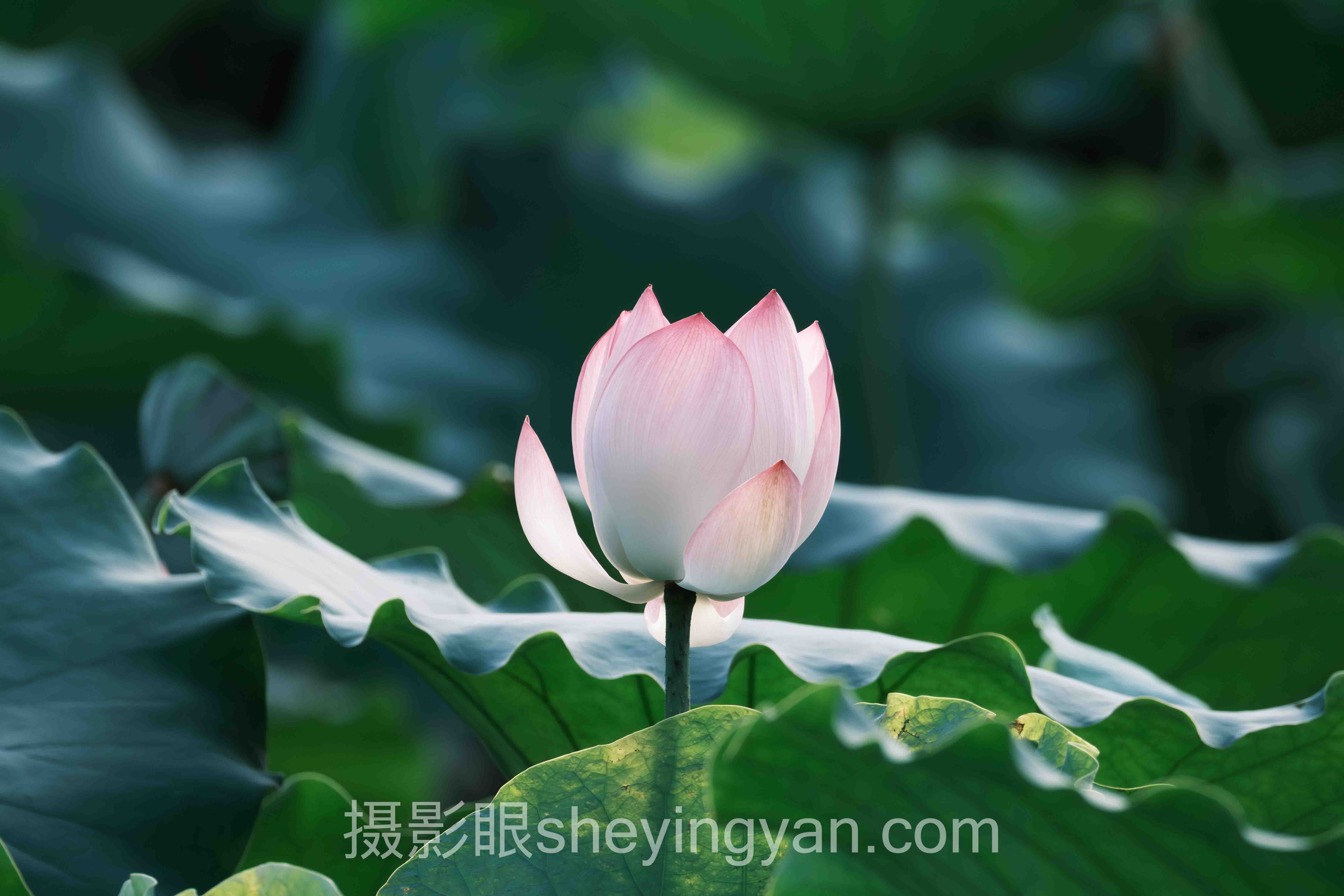 照片点评行业数据全景：6组数据揭示AI照片评分真相