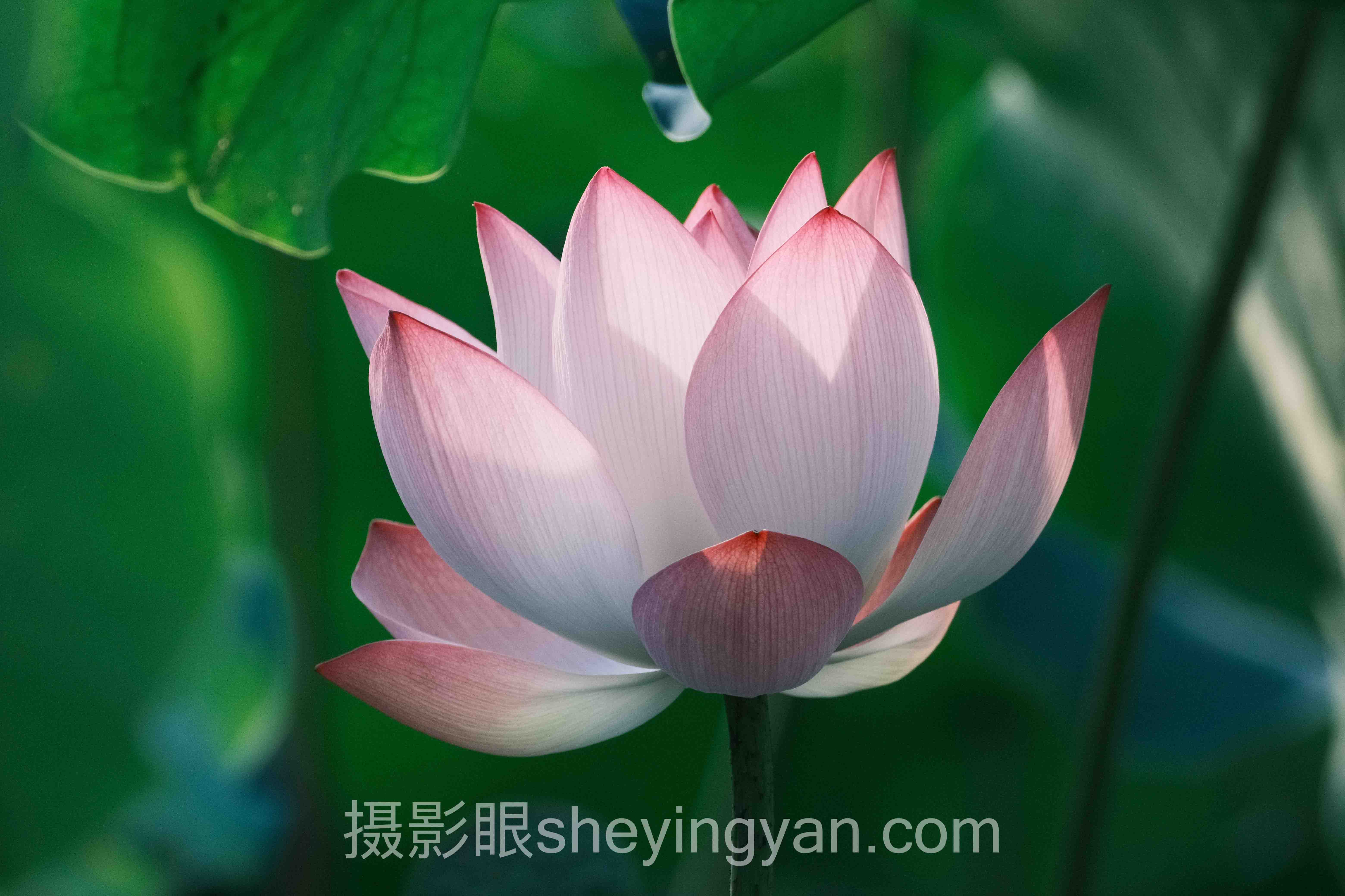 提高摄影认知线上课行业数据全景：6组数据揭示真相