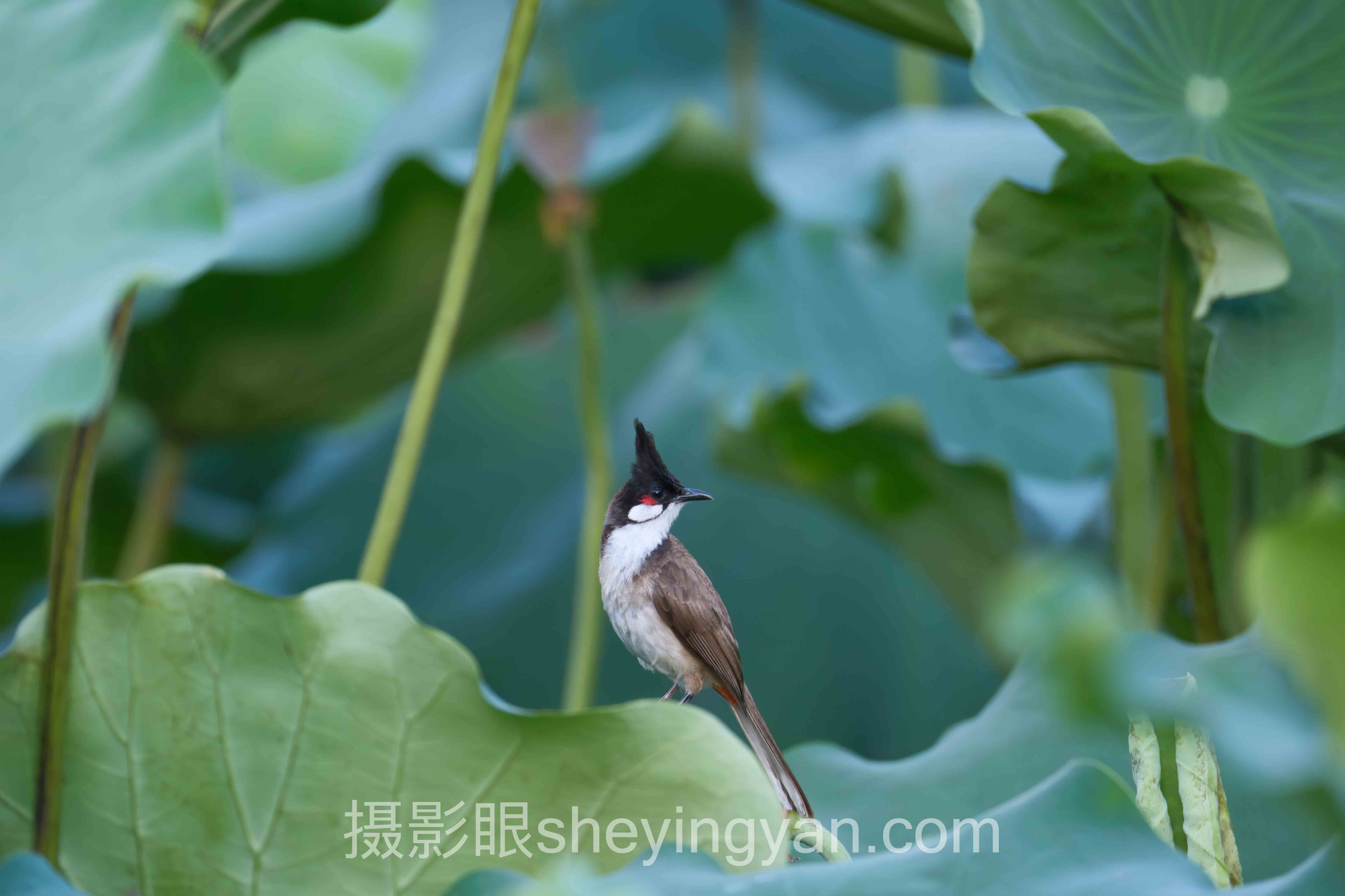 摄影眼官网sheyingyan.com注册:3步搞定账号开通全流程