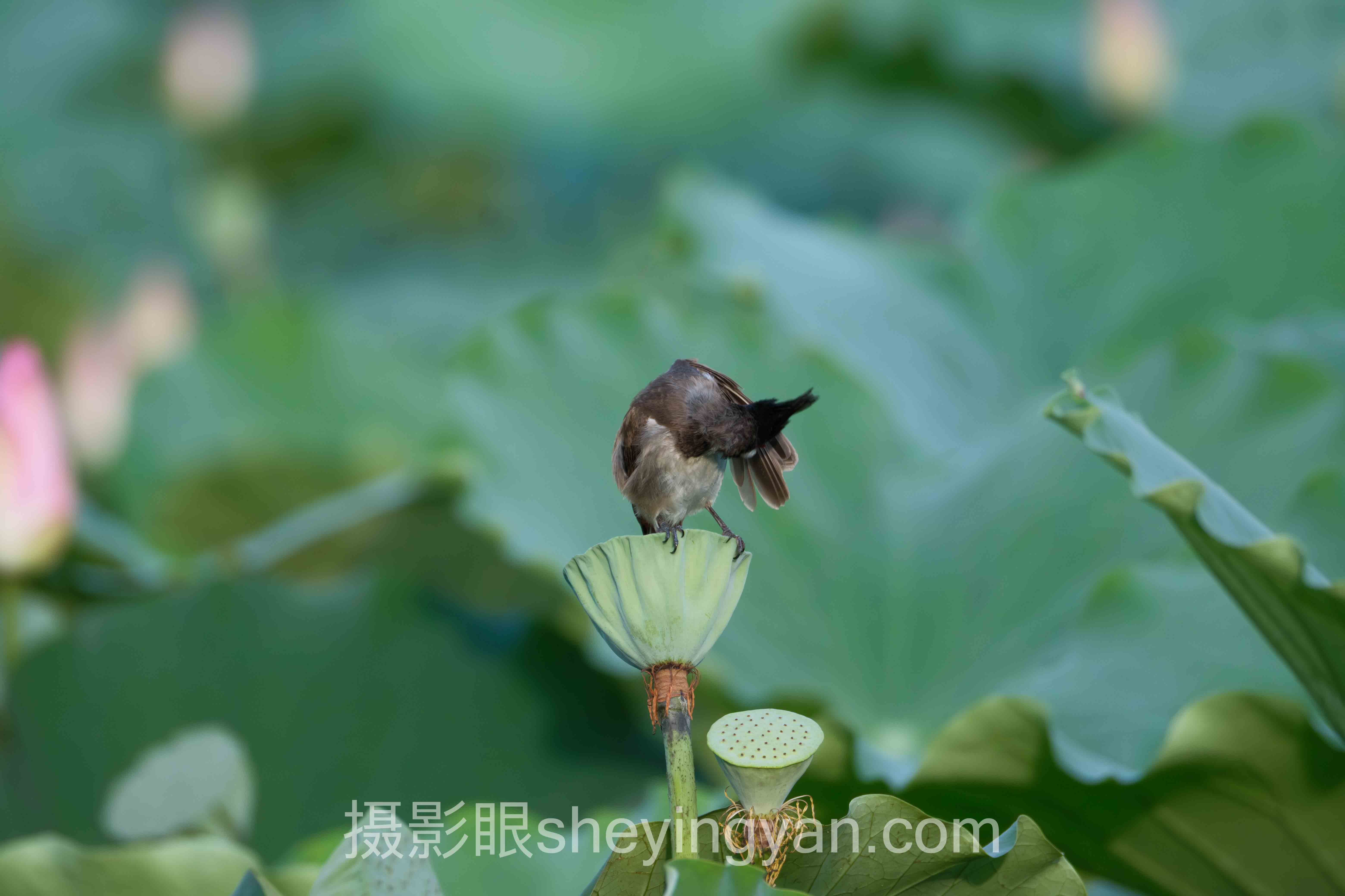 数据说话：AI照片点评与蔡司光学标准融合的最新发展现状