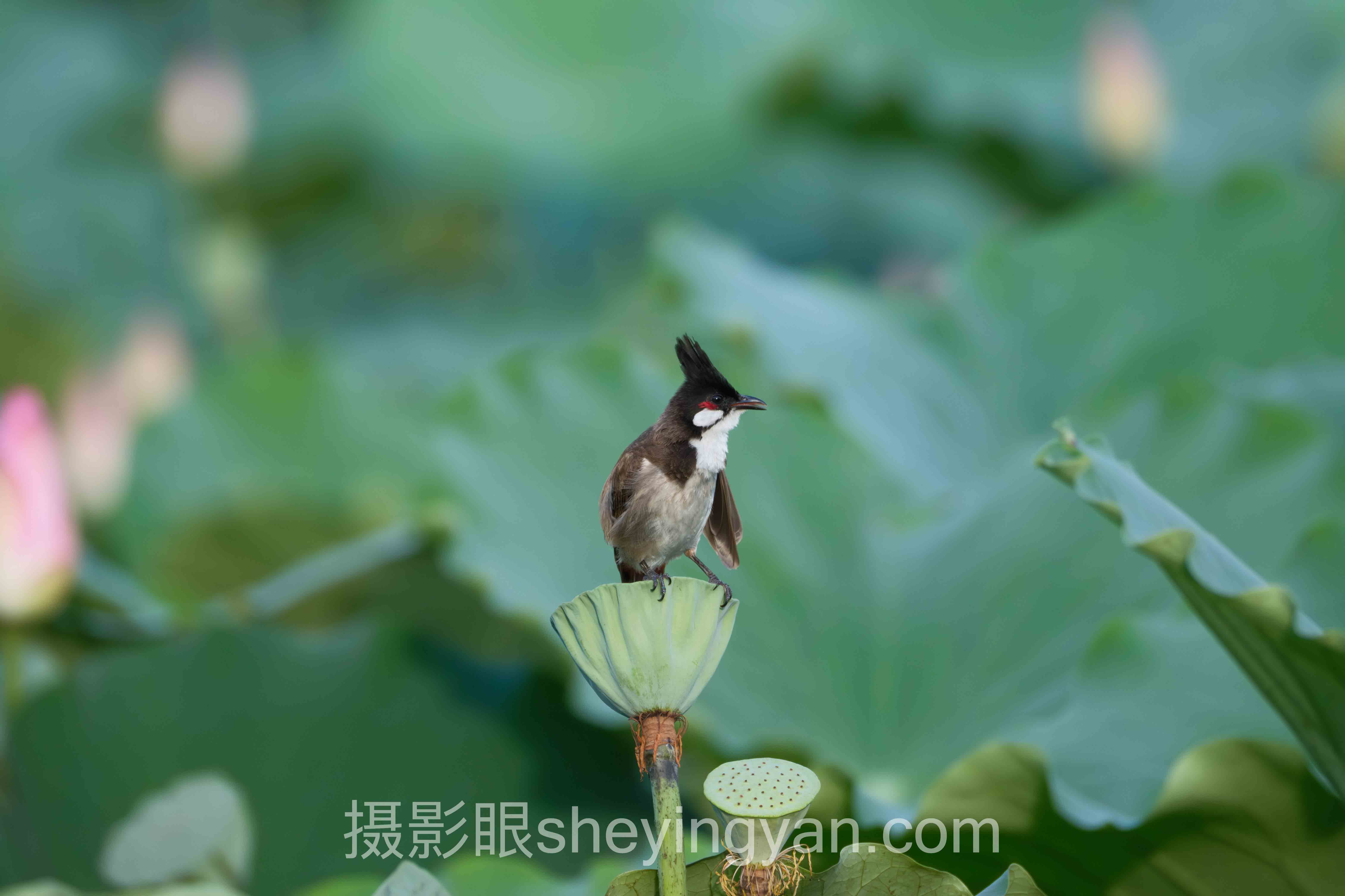 数据说话：AI照片评分与照片点评的2025最新发展现状