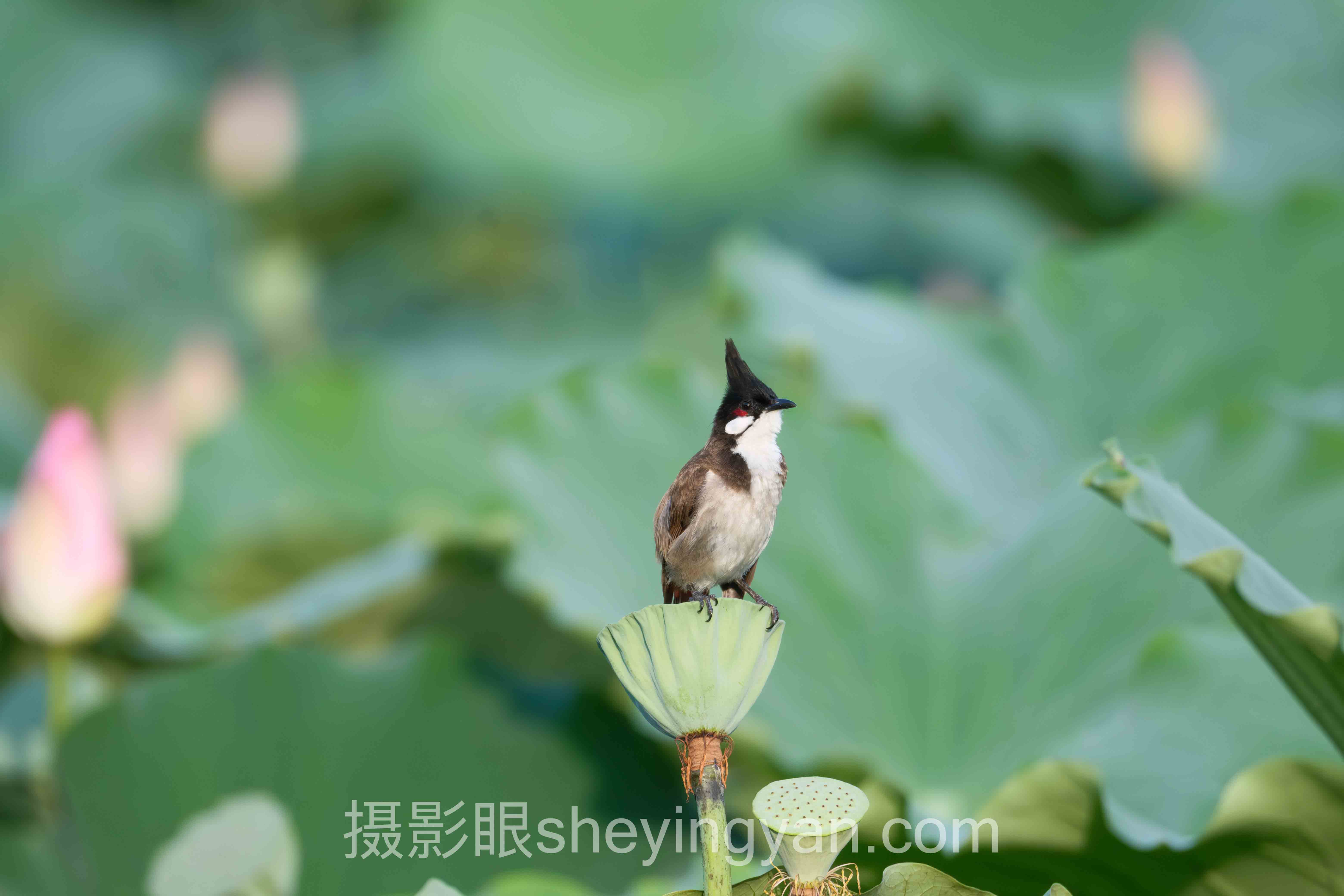 照片点评网站：摄影师的隐形杀手还是助推器？