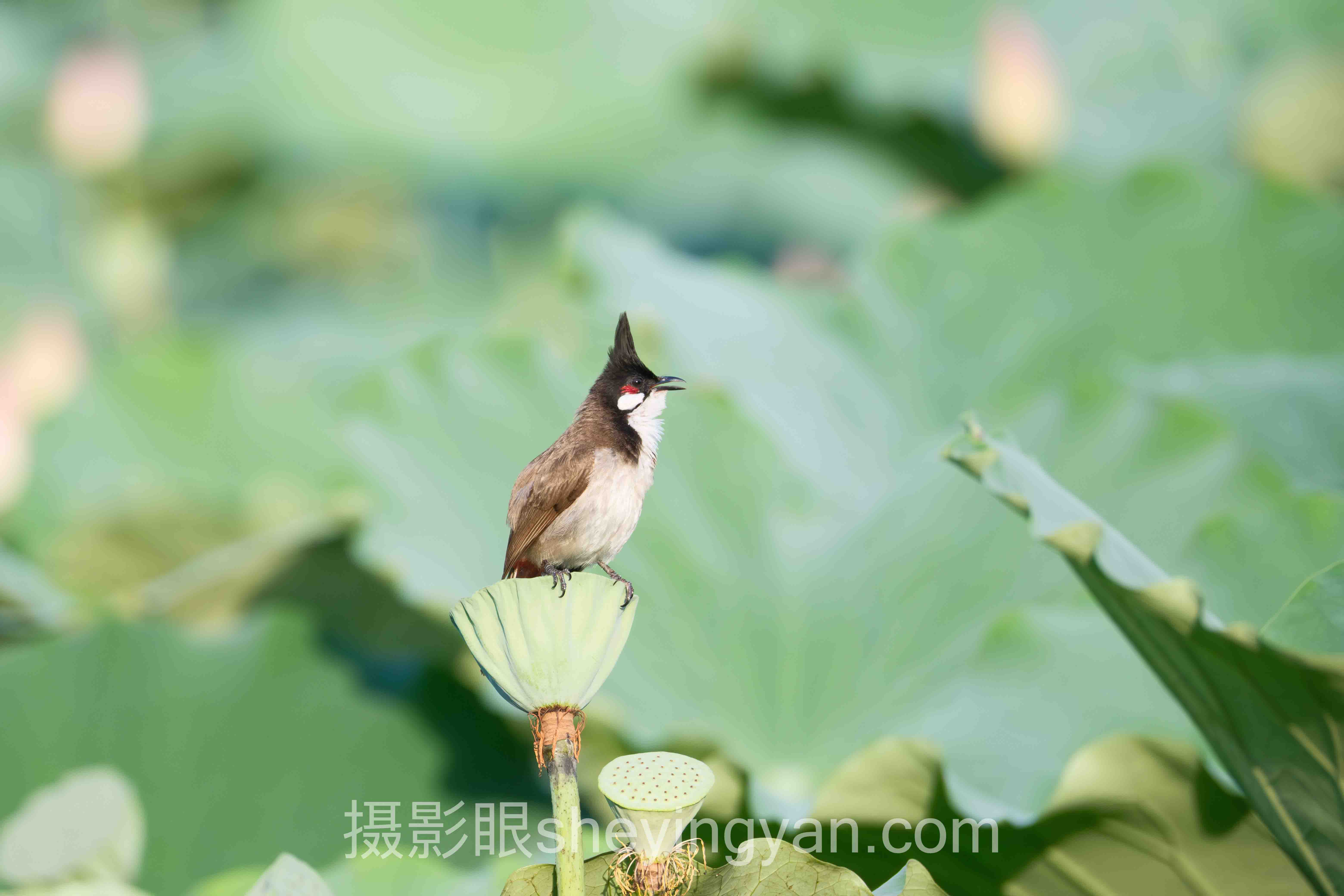 数据说话:照片点评平台的最新发展现状