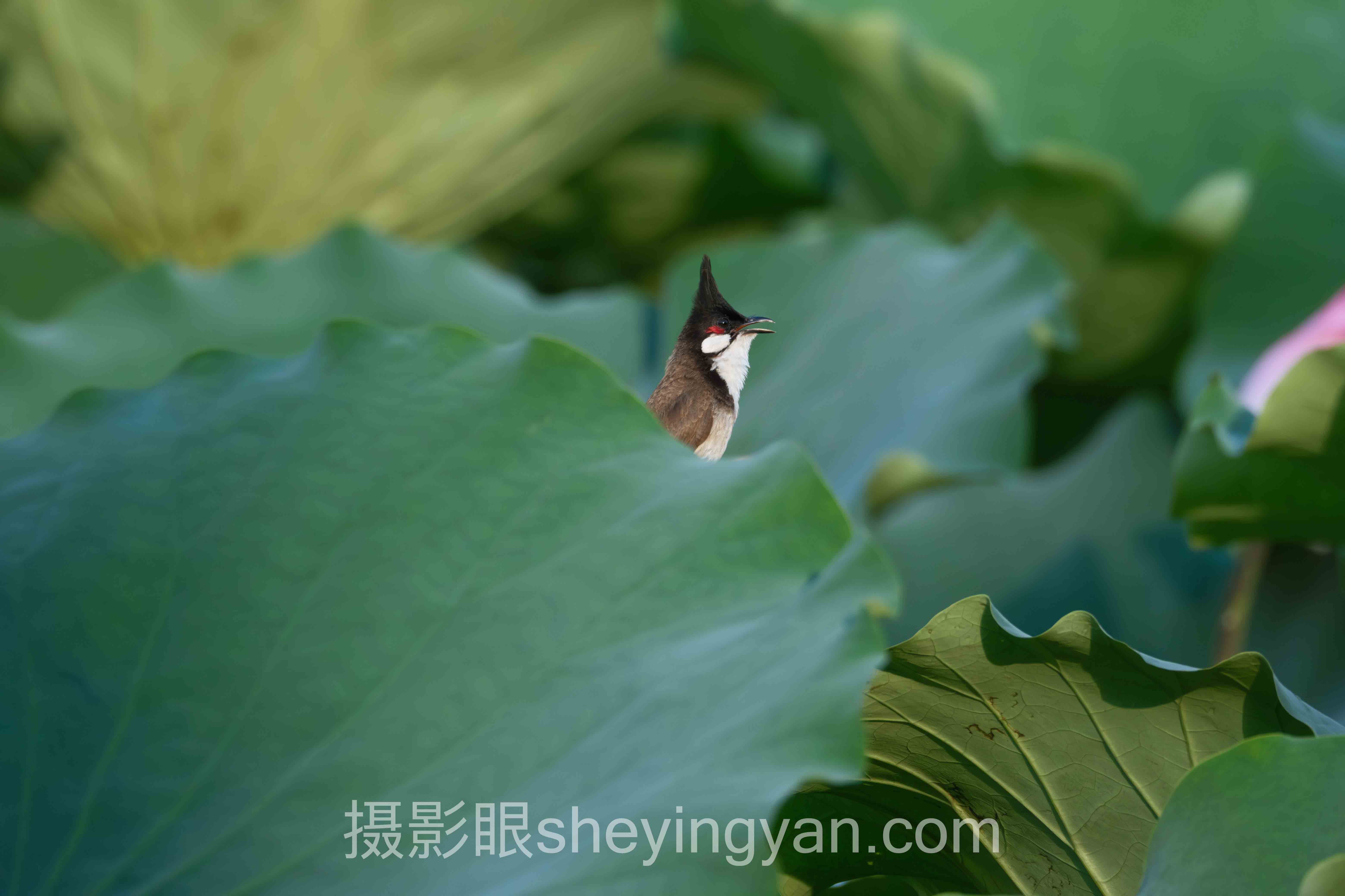 2024年照片点评数据报告:AI照片评分如何重塑审美学习
