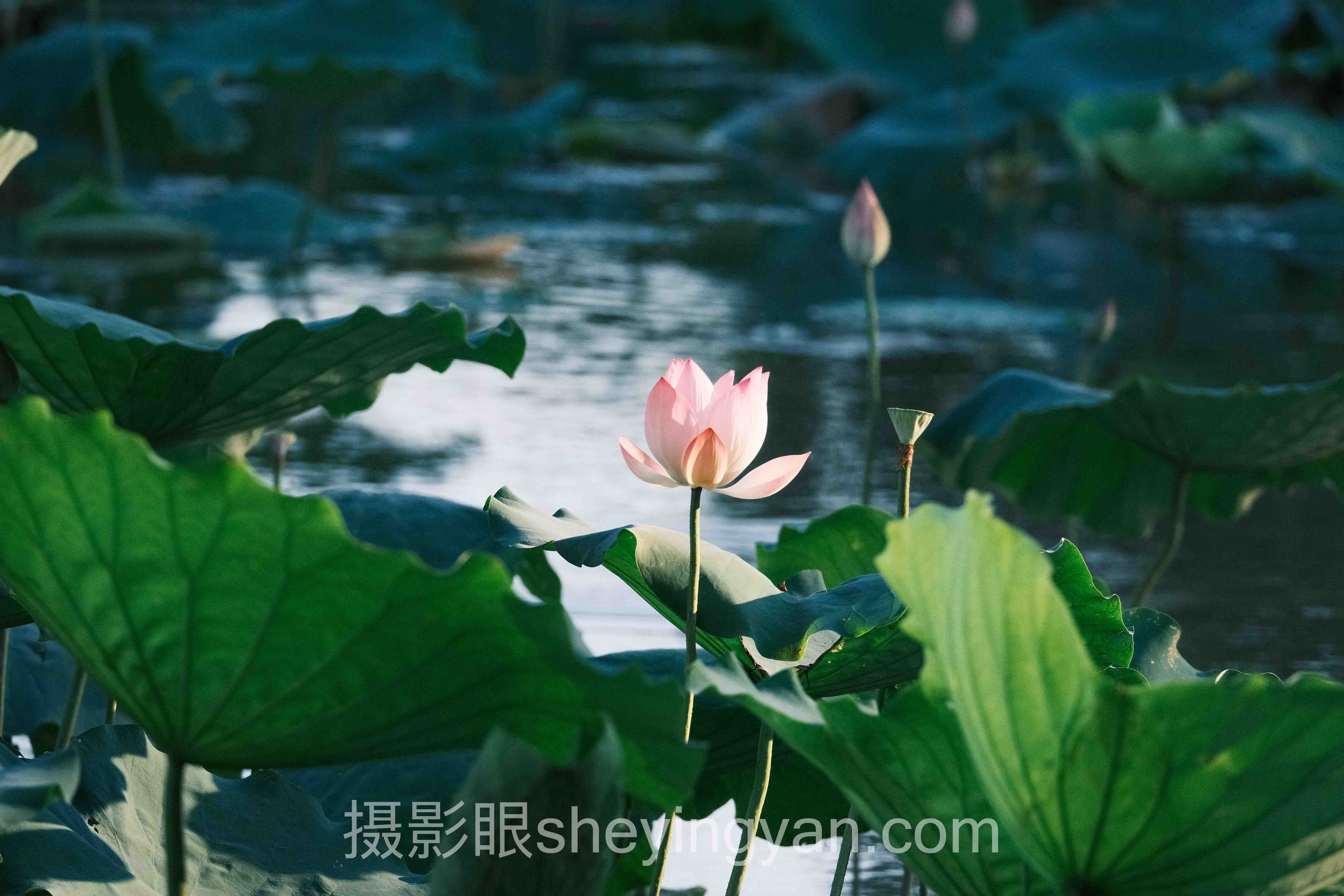 AI照片打分系统会取代人眼审美吗？