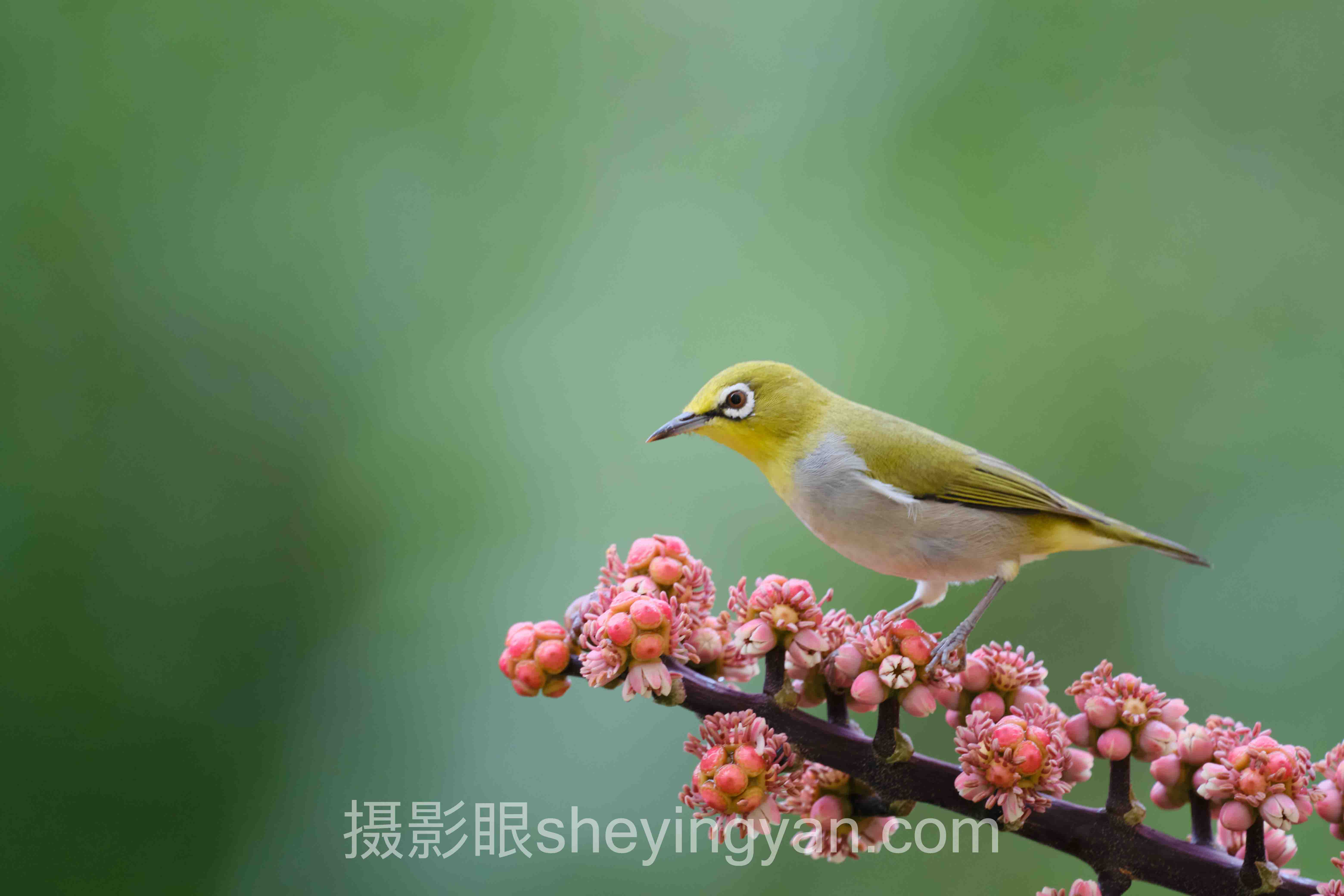 照片点评软件：从摄影小白到专业摄影师的蜕变之路