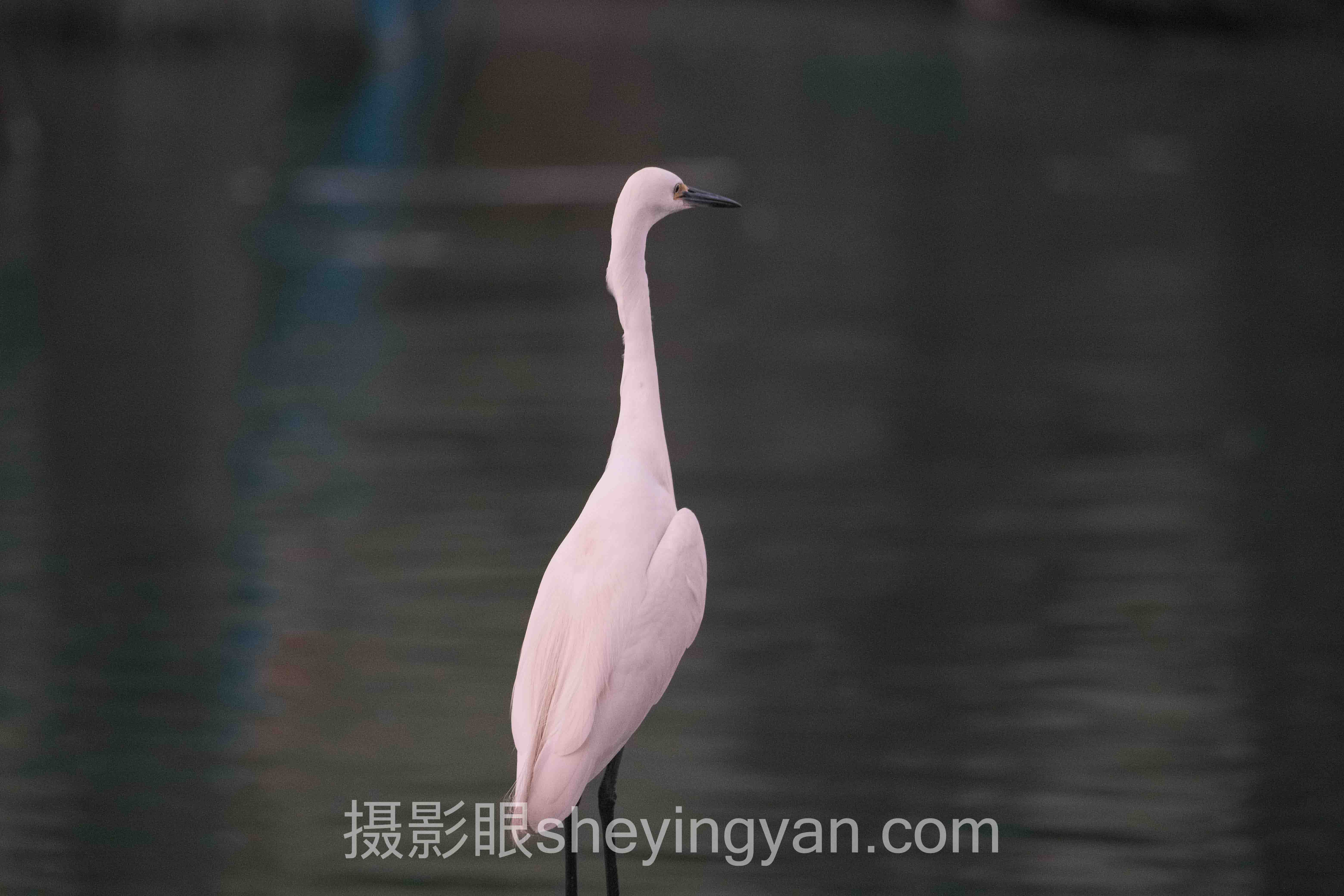 AI照片打分系统会取代人眼审美吗？