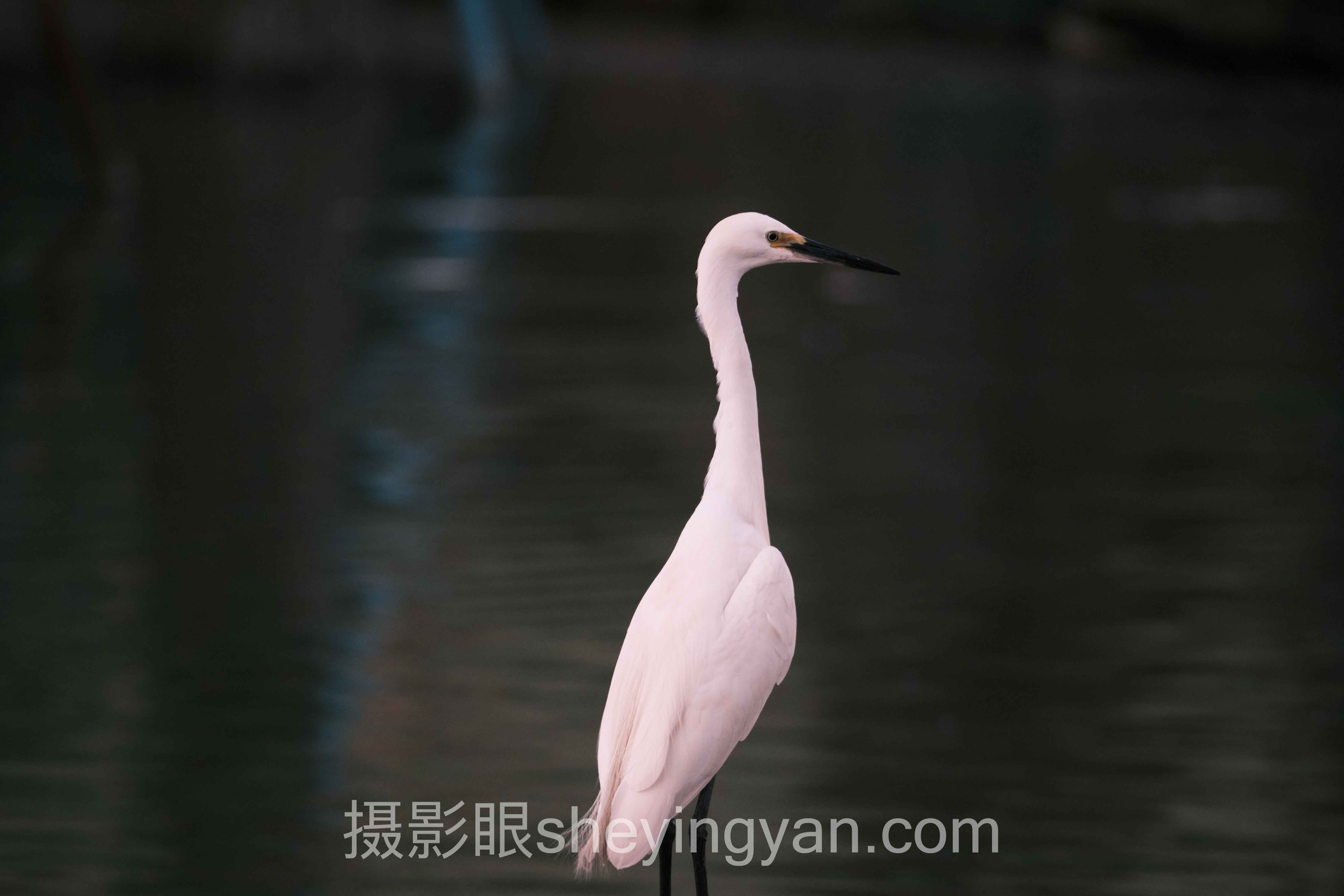 数据说话：摄影眼优惠活动的最新发展现状
