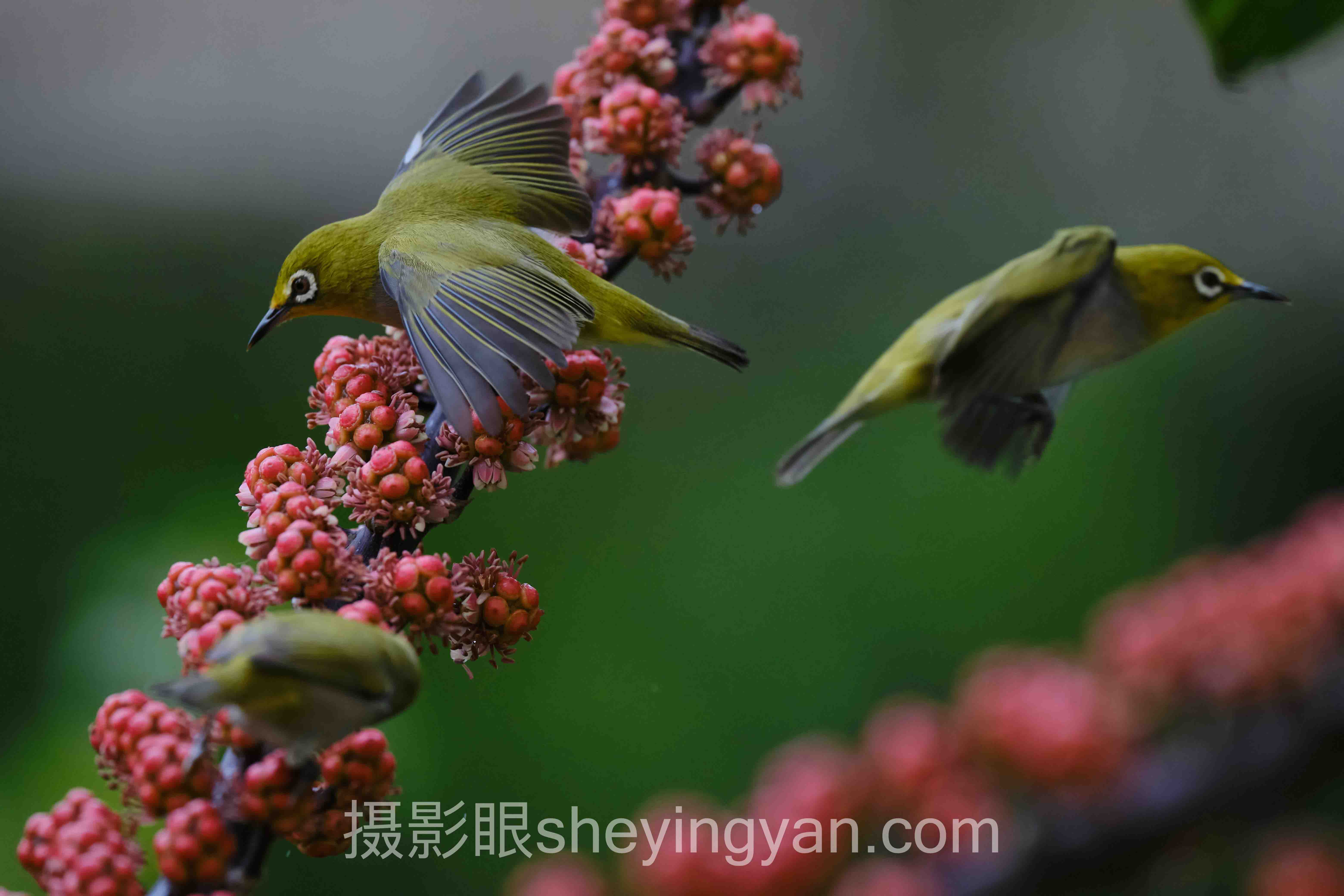 数据说话:摄影眼平台Instagram摄影师发展现状