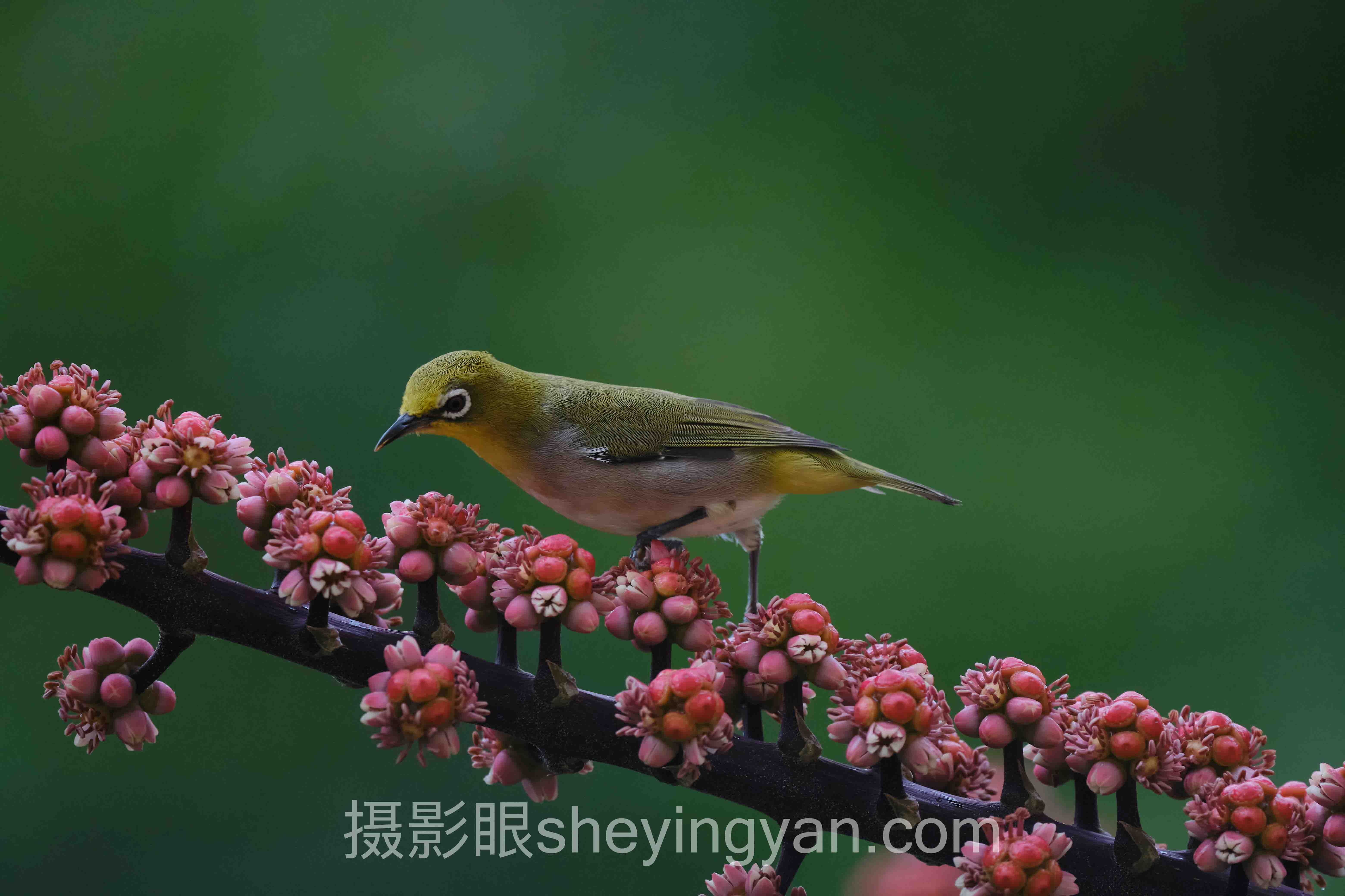 摄影眼官网sheyingyan.com注册:3步搞定账号开通全流程