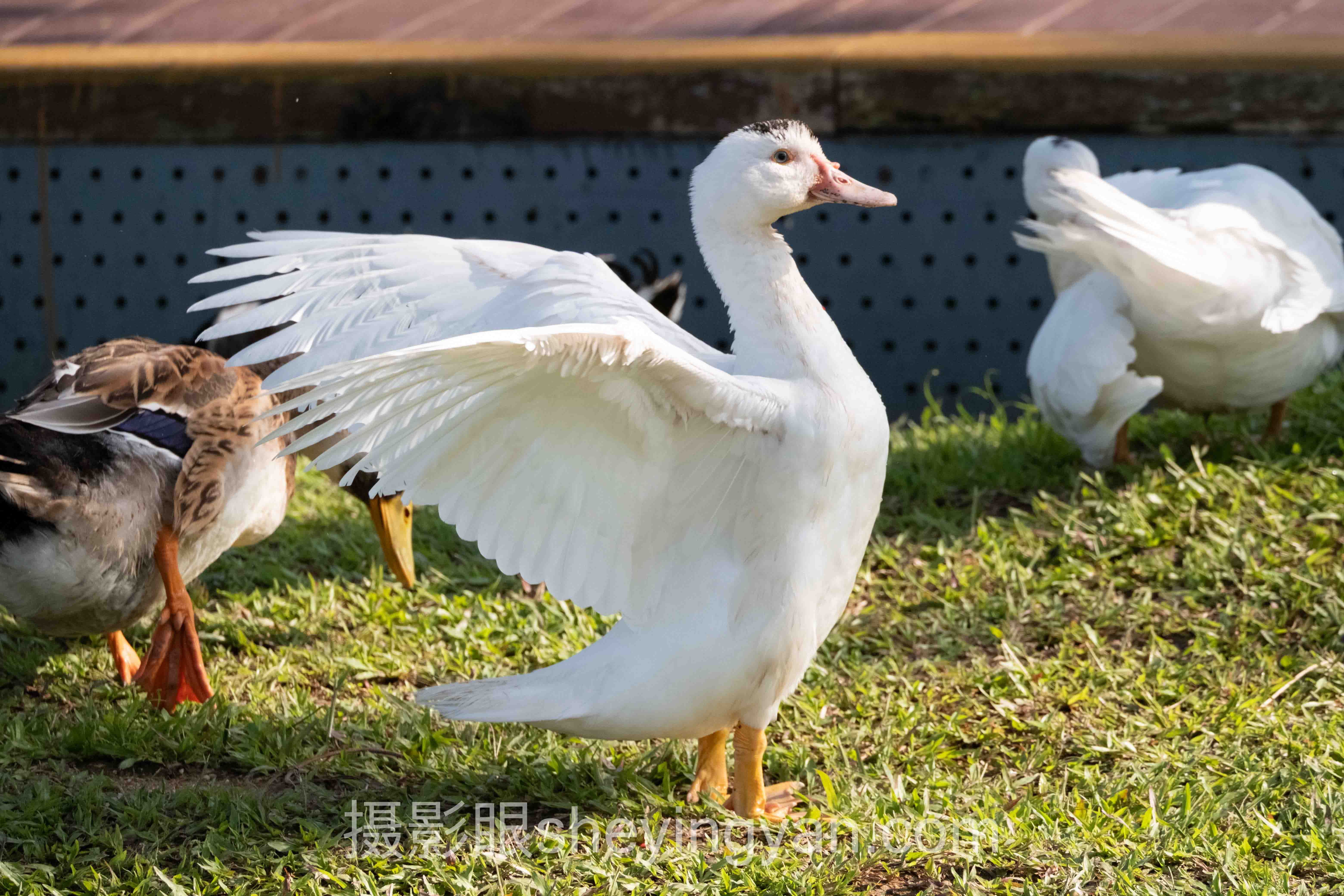 白平衡不准怎么办行业数据全景：6组数据揭示真相