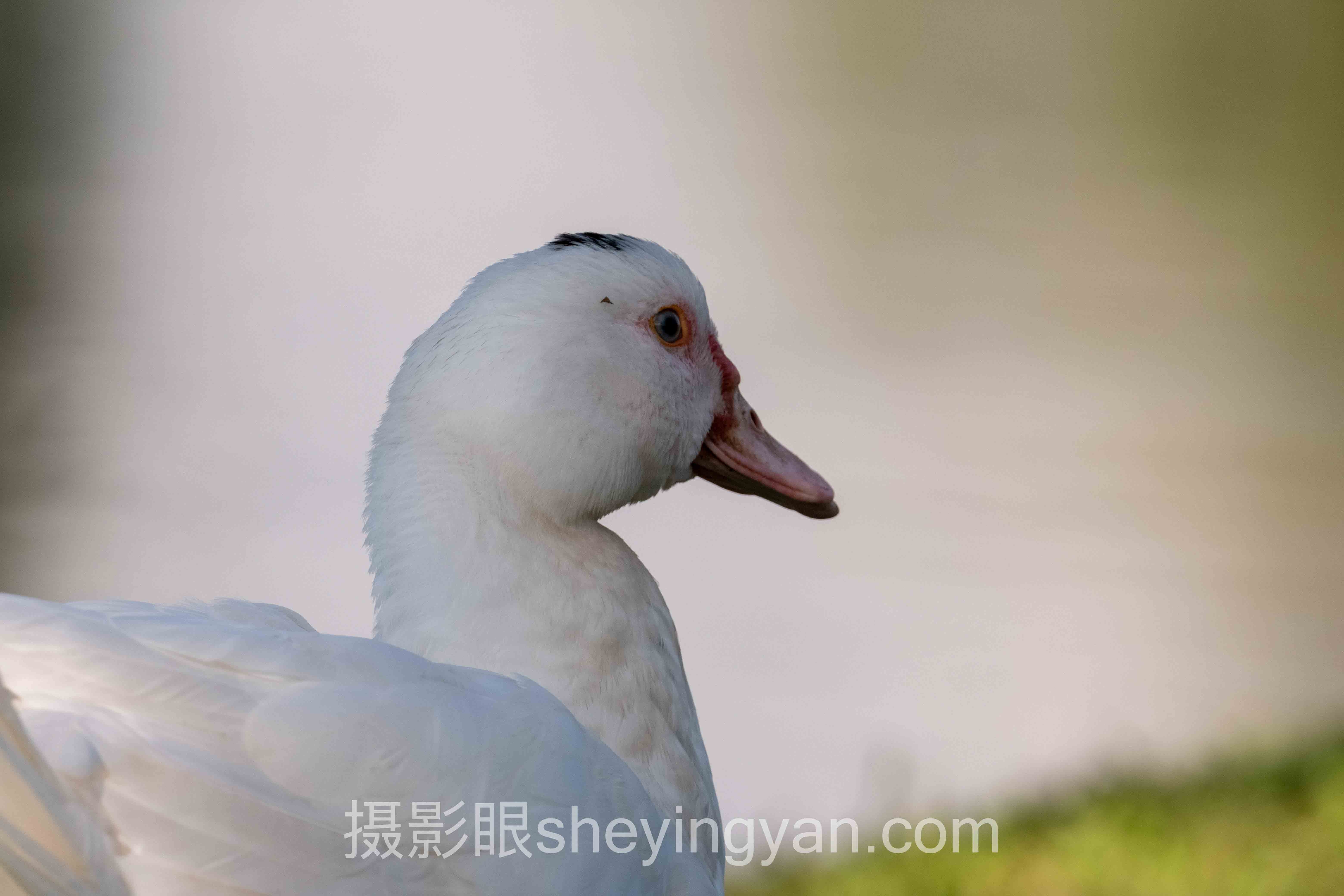 照片点评平台排行榜，谁才是真正的摄影大师？